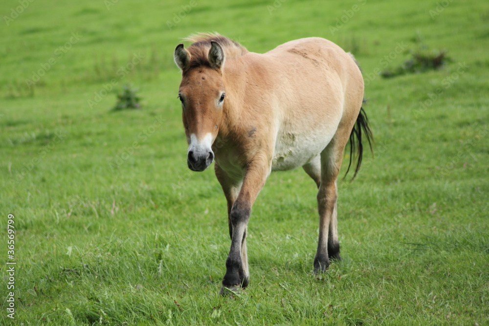 Neugieriges Pferd