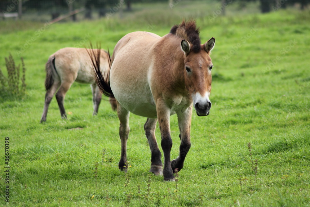 Przewalski-Pferde auf der Weide Przewalski-Pferde auf der Weide