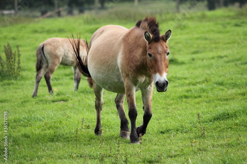 Przewalski-Pferde auf der Weide