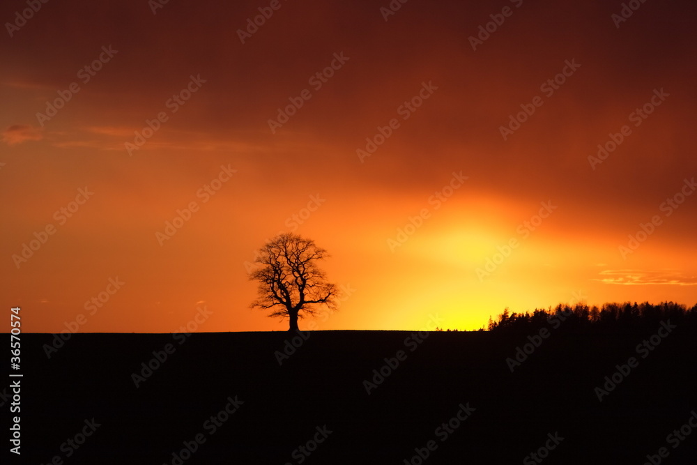 Tree and forest in the dramatic sunset