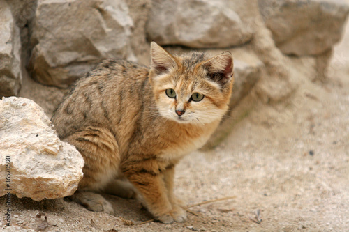 Chat des sables, chat d'Arabie