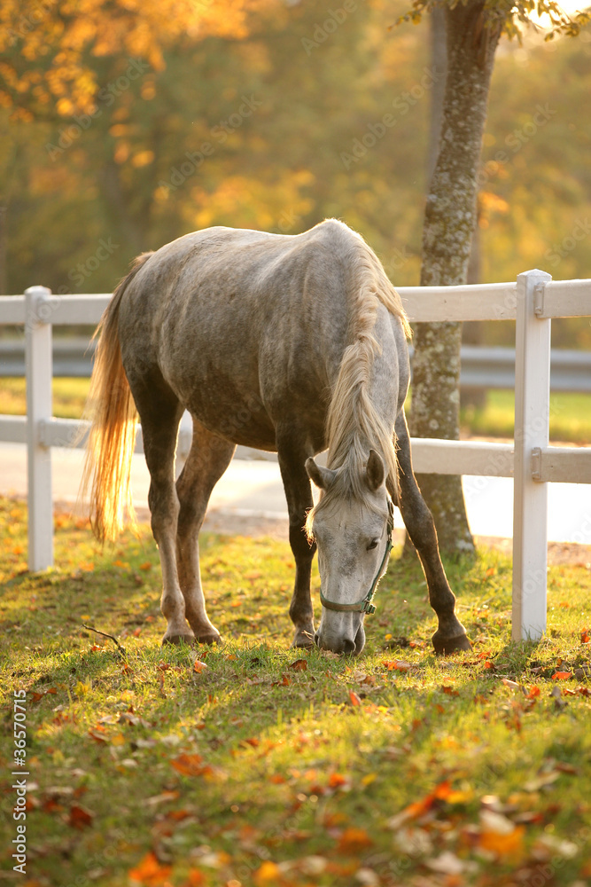 Fototapeta premium Lipizzan horse grazing