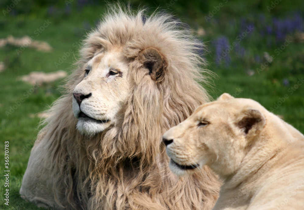 35 Meilleures Lion Blanc Images Photos Et Illustrations Vectorielles Stock Adobe Stock