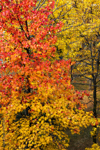 I colori dell'autunno - Autumn colors