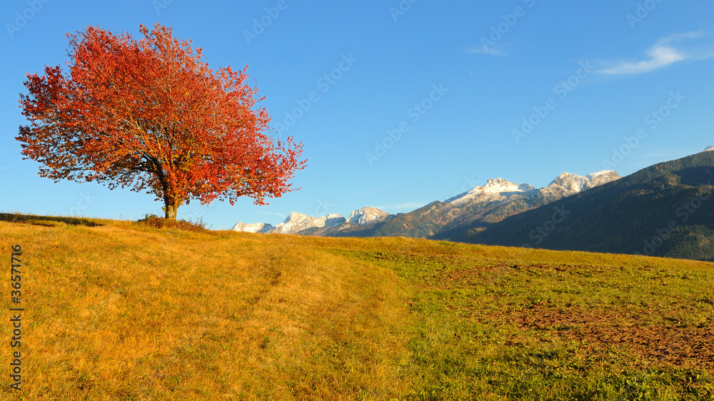 Naklejka premium Red tree in autumn, Alps, Italy