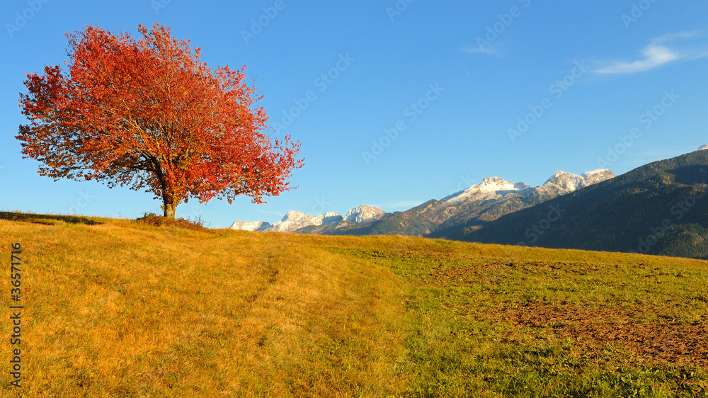 Red tree in autumn, Alps, Italy