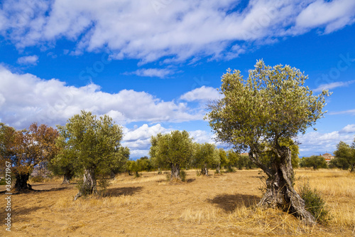 Olive Trees in the countryside