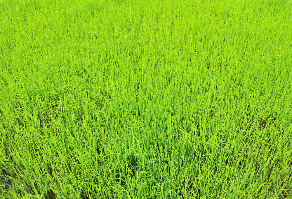 background of green beautiful rice field in asia.