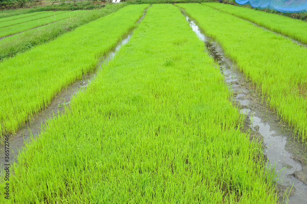 Field green rice seedlings