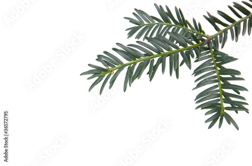 Branchlet of christmas tree