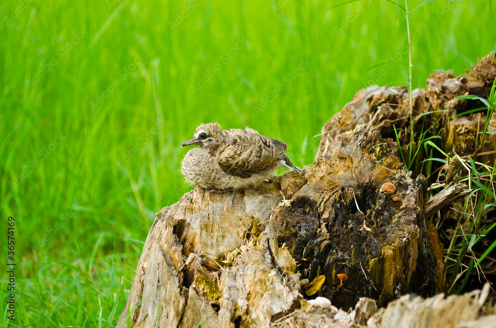 baby bird waiting for his mother on the stump