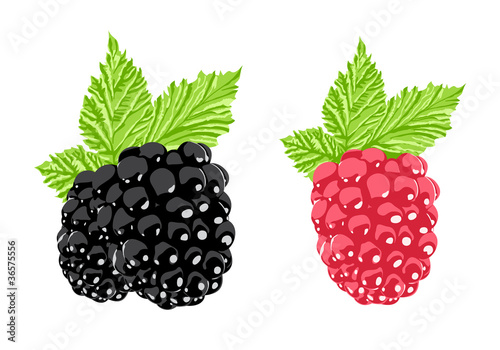 Vector berry