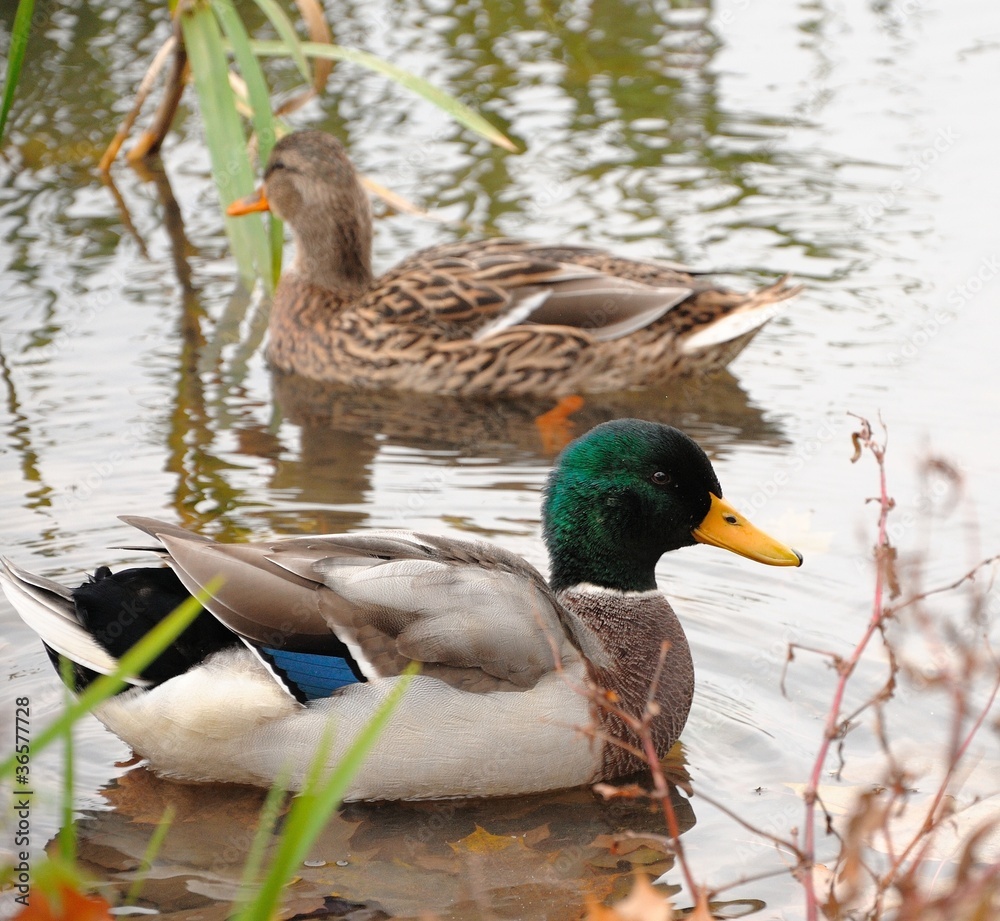 Fototapeta premium Wild ducks