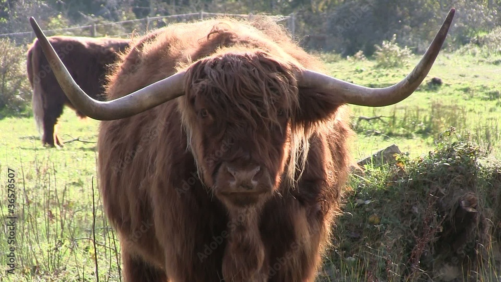 yak parc du Marquenterre