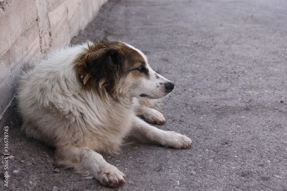 köpek köpek