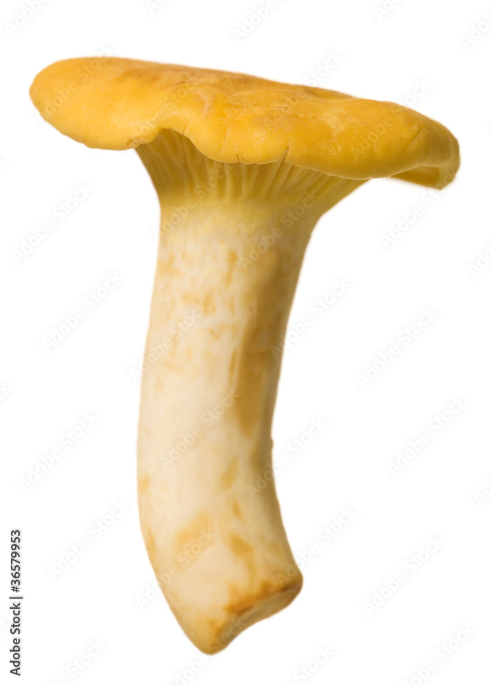 Golden Chantarelle