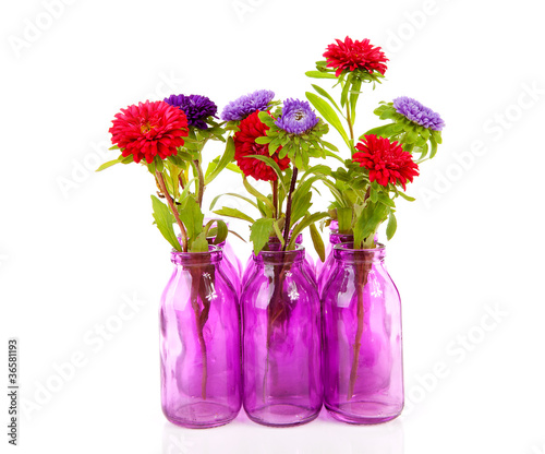 colorful Asters flowers in vase