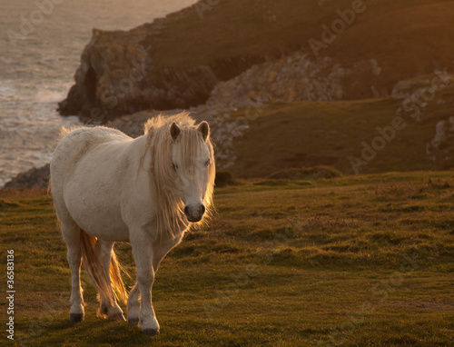 Wild Welsh Pony in the sunset off the coast of Isle of Anglesey