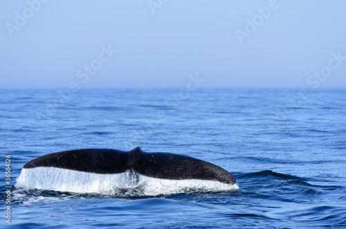 North Atlantic Right Whale © Stephen Meese