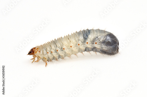 stag beetle larva