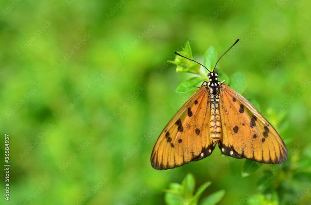 Obraz premium butterfly