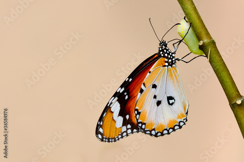 butterfly kiss the pupa