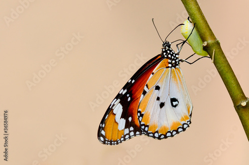 Fotografie butterfly kiss the pupa