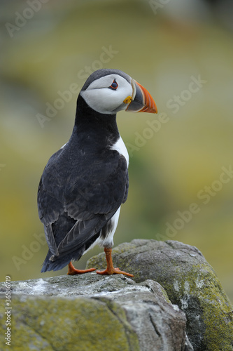 atlantic puffin standing on rocks © derekwatt