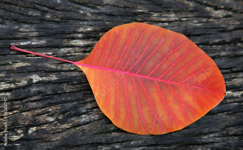 Herbstblatt photo