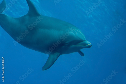 delfino © Marcella Miriello