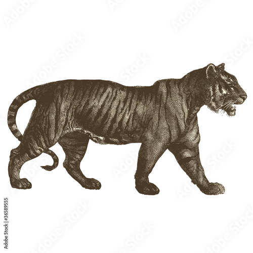 Tigre