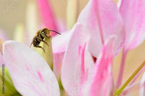 Cute honey bee on flower