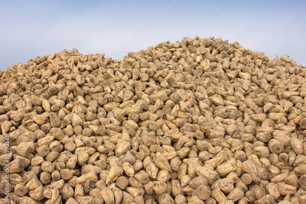 Sugar beet pile at the field after harvest, betterave a sucre Sugar beet pile at the field after harvest, betterave a sucre