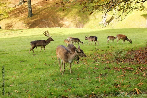 Fototapeta jelenie i sarny