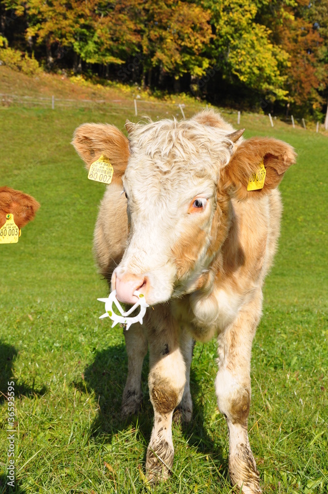 Kalb mit Saugstopp-Nasenring – Stock-Foto | Adobe Stock