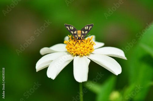 tiger moth on flower © hwongcc