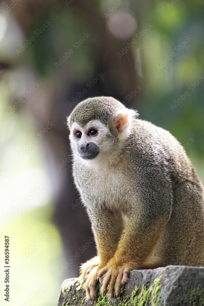 Fototapeta premium Singes Saimiris de Guyane