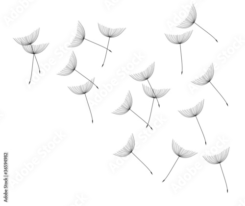 Pusteblume II