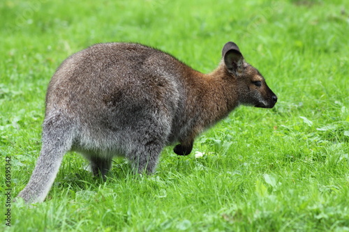 Benett-Känguru © Nicolette Wollentin