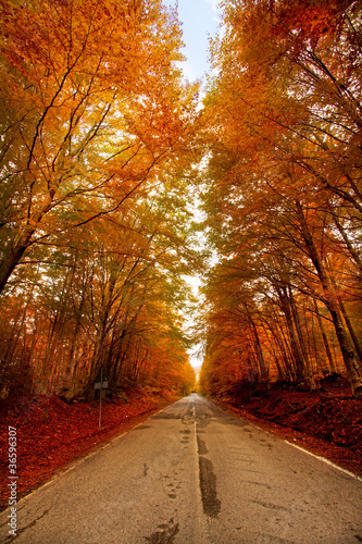 Monte Amiata, bosco di castagni