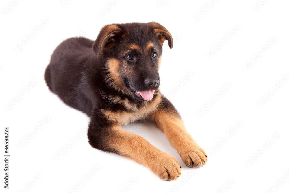 German Shepherd dog German Shepherd dog