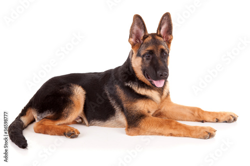 German Shepherd dog