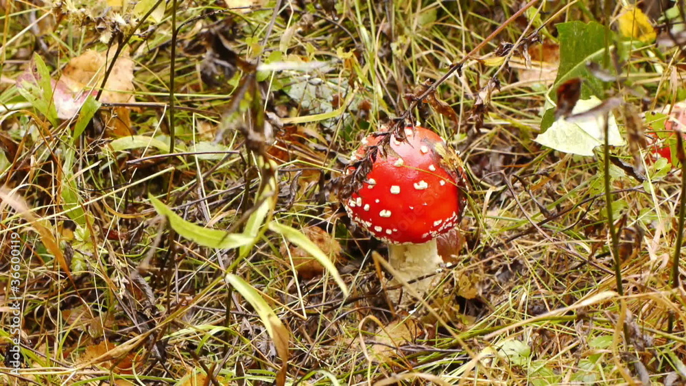 Fly agaric, collection mushrooms in autumn forest Fly agaric, collection mushrooms in autumn forest