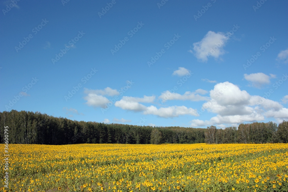 Большое поле желтых подсолнухов
