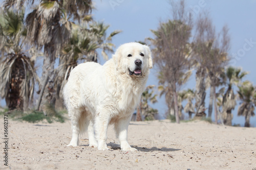 chien indécis sur le sable
