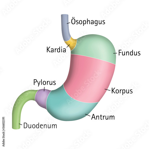 Anatomie des Magens photo
