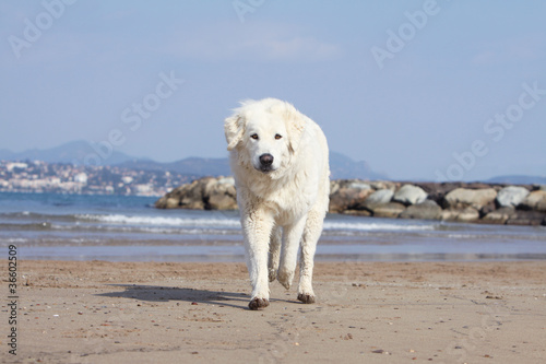 Tatra shepherd dog walking on the beach © Dogs