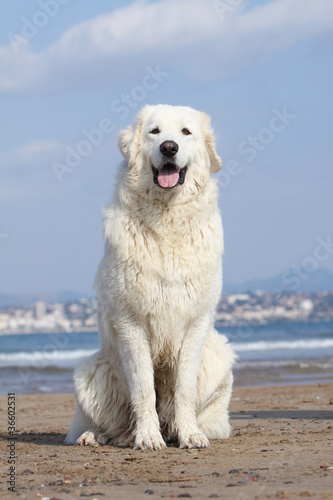 white dog on the beach © Dogs