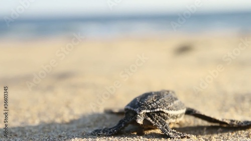 Small turtle going to ocean