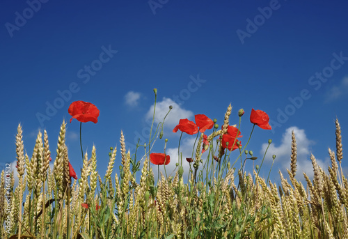 Organic agriculture
